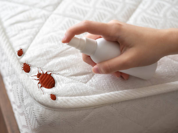 Best Termite Control Services  in Bruceville Eddy, TX