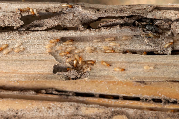 Best Bed Bug Extermination  in Bruceville Eddy, TX